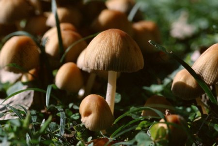 蘑菇野生蘑菇图片