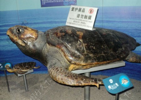 蠵龟青岛海底世界图片