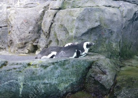 岩石上的企鹅图片