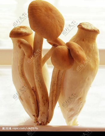 茶树菇鸡腿菇图片