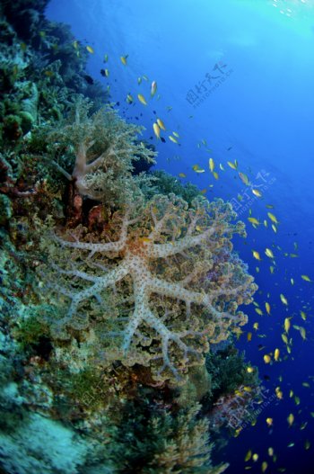 海洋藻类图片