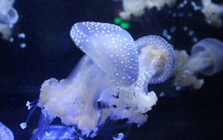 海底水母图片