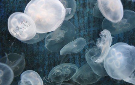 海洋馆水母摄影图图片