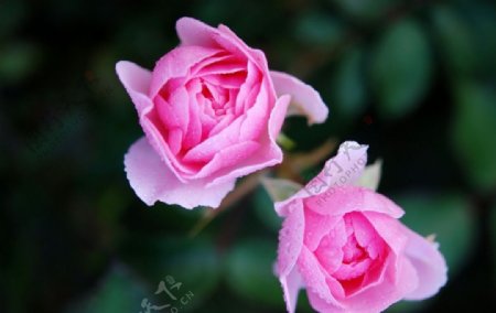 两朵粉红玫瑰盛开图片