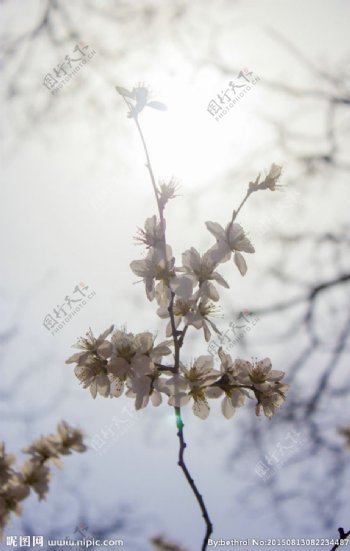 春季花朵图片