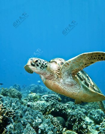 海龟游泳图片