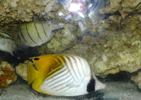 热带海鱼蝴蝶鱼图片