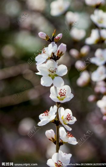 春季花朵图片