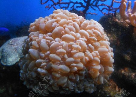 珊瑚非高清图片