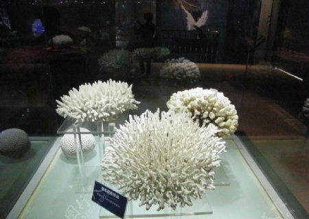 珊瑚标本图片