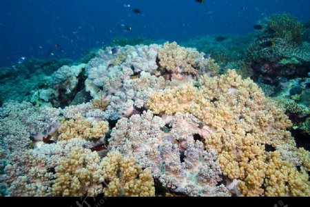 石垣島的珊瑚礁图片