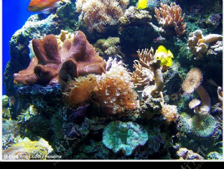 珊瑚海底世界图片