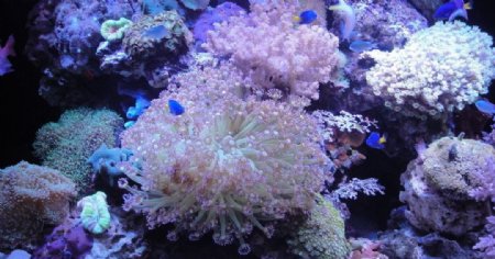 海洋珊瑚鱼类图片