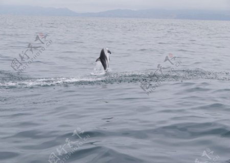 新西兰凯库拉观鲸之跳舞的海豚图片