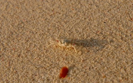 海边的小蟹图片