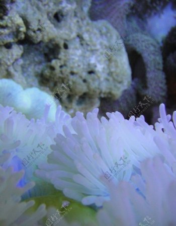 斑斓的海底世界图片