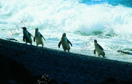 澳洲菲利浦岛企鹅岛A图片