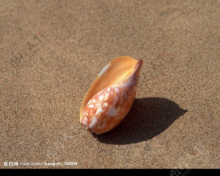 海洋生物图片