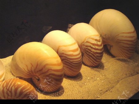 神奇的海南海螺图片