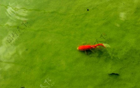水底小红鱼图片