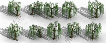 各种角度的柳树合集图片