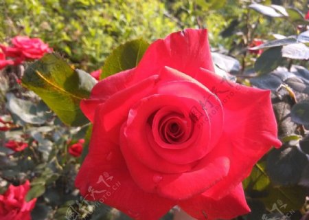 红色刺玫瑰花图片