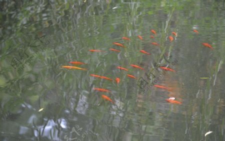 池中的红鱼图片