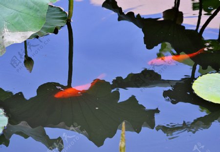荷塘鲤影图片