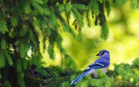 松针树上的小蓝鸟图片