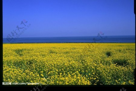 青海湖边上的油菜花图片