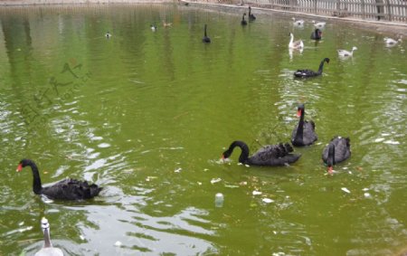 池塘黑天鹅高清图图片