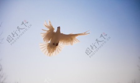 飞翔的鸽子图片