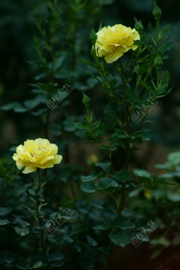 黄色月季花图片