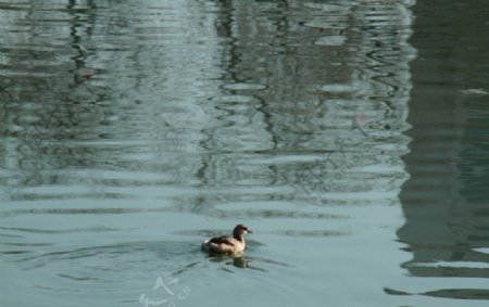 湖中的小水鸭图片