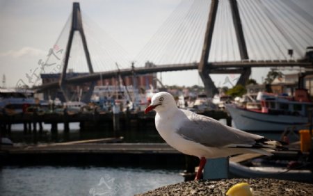 悉尼的海鷗图片