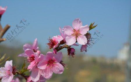 桃花朵朵开图片