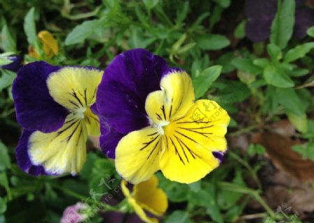 紫黄色蝴蝶花图片