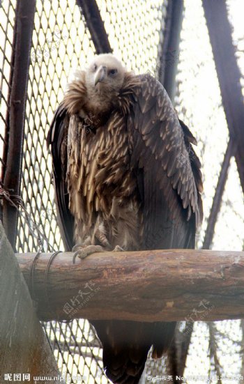 秃鹫秃鹰鸟类动图片