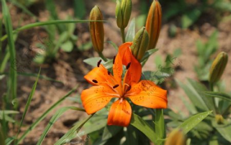 百合花图片