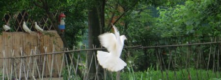 白鸽飞翔图片