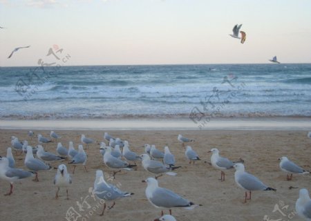 海鸥图片