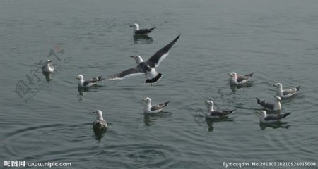 海鸥群图片