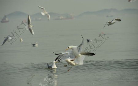 海鸥飞舞图片