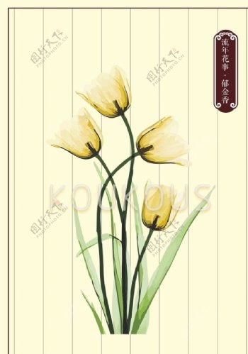 郁金香花卉素材图片