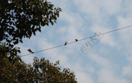 电线上的鸟儿图片