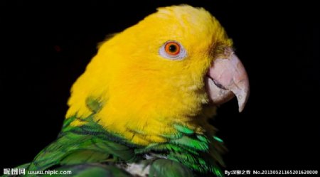绿色和黄色的鹦鹉图片