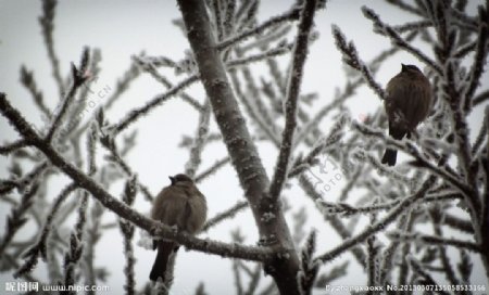冬日麻雀图片