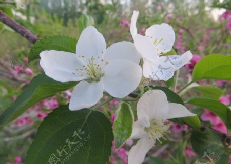 苹果花图片