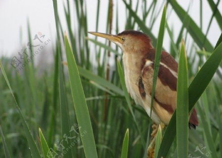 姬苇鳽珍稀鸟类图片