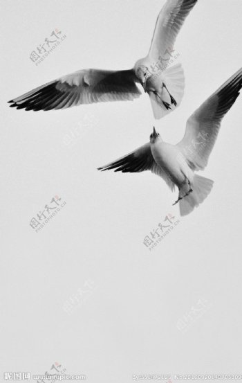 海鸥图片